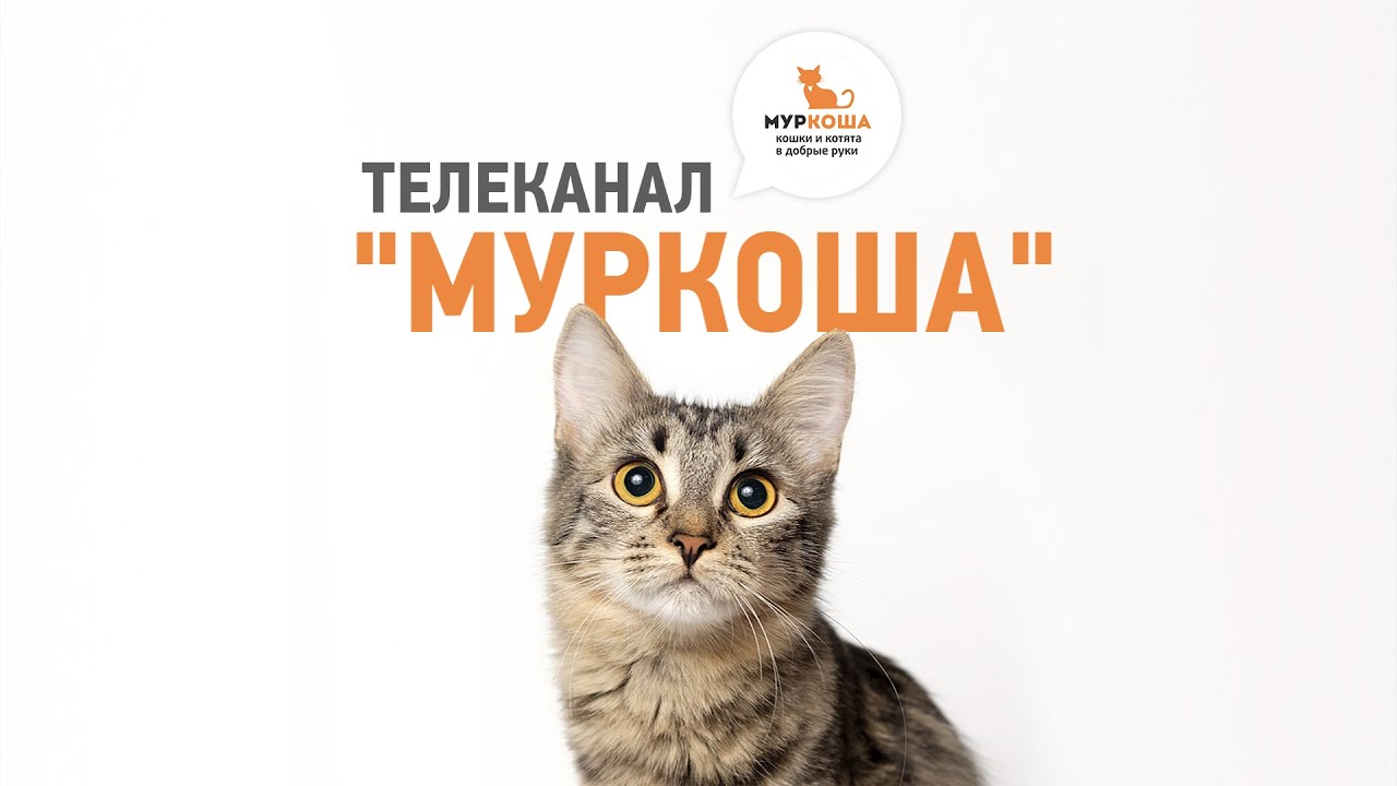 Телеканал "Муркоша" - комната 14 (06.02.2020)