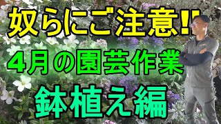 [ガーデニング] 園芸12ヵ月～4月の園芸作業 鉢植え編 「キャリア29年のプロガーデナーが毎月行う園芸作業」