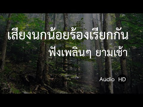เสียงนกร้องเรียกกันในป่า ฟังเพลินๆ อ่านหนังสือยามเช้า