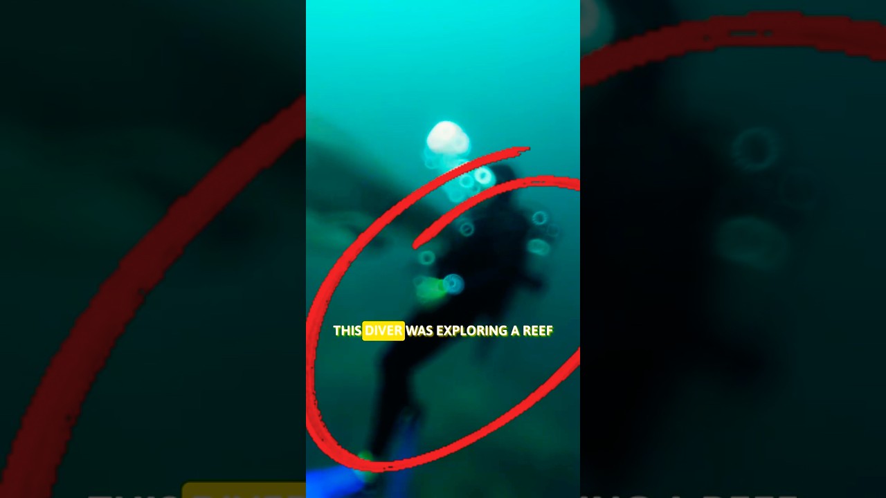 This Humpback Whale Saved A Diver From A Great White Shark 🐋❤️ 