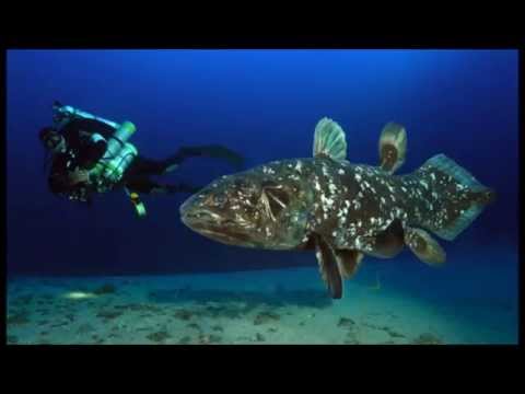 Coelacanth, Ancient Fish in Indonesian Waters