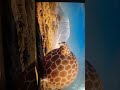 la jirafa gordo Y si estaba ahogando también cuando quería tomar agua