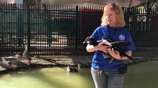 04 23 18 ep14 Duck Pond
