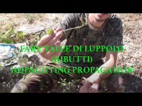 Come fare nuove piante di Luppolo (Propagazione per Talea)/Cloning Hops from Cuttings (Propagation)