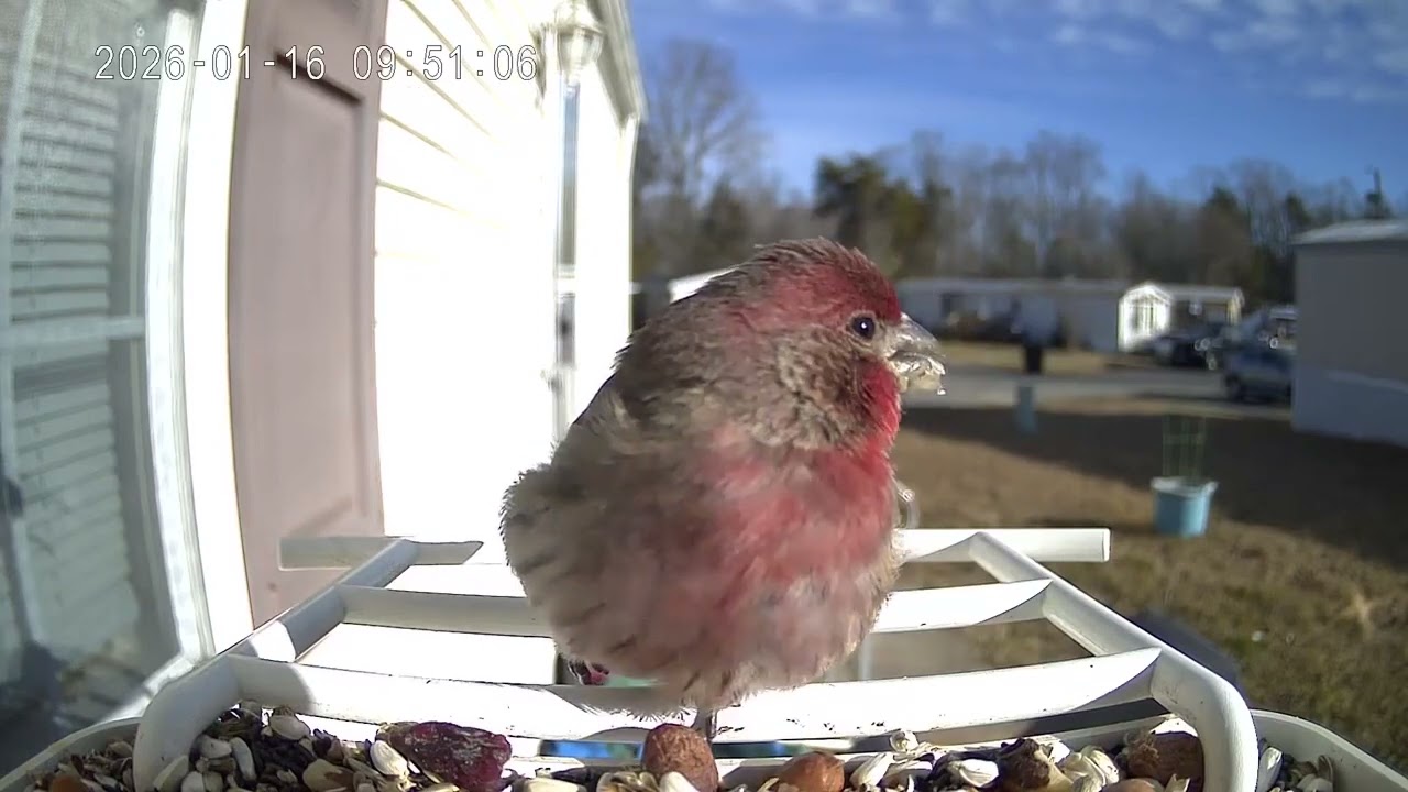 Bird of the day January 16th 2026