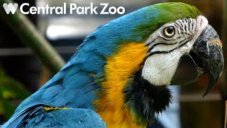 Central Park Zoo Tour & Review with The Legend