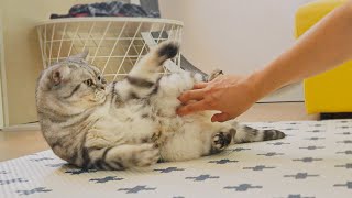 Suri cat never let touch her belly.