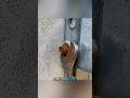trucos ingeniosos de vida #videoviral