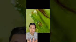 #Molusco que puede hacer #fotosíntesis #costasiella #vaucheria #wildlife #viral #video #videoviral