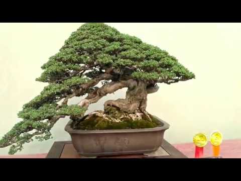 Pameran Bonsai Nasional Bonsai Terbaik Kumpul Di Sini Bagian 1 Youtube