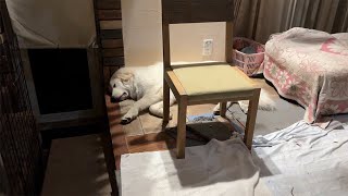 Download Lagu 【ルンルンの裏庭】最近のリリーのお気に入りの寝床 MP3 Download Lagu 【ルンルンの裏庭】最近のリリーのお気に入りの寝床 MP3