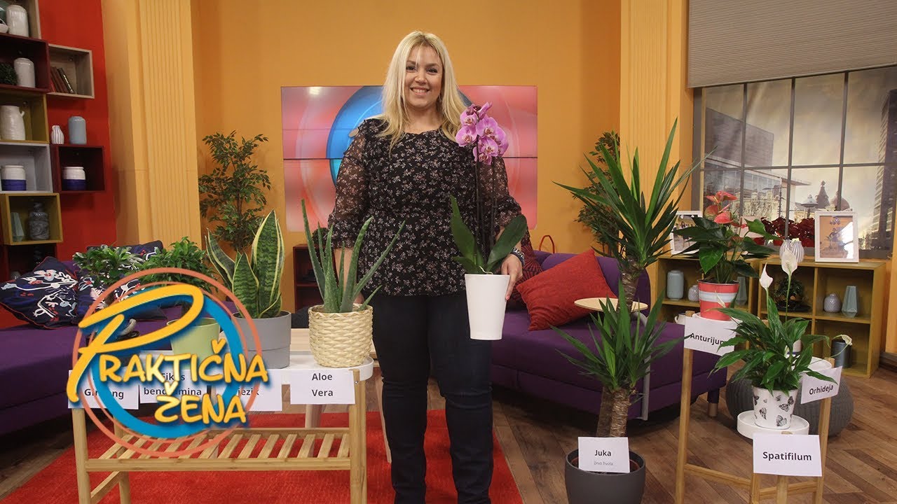 Praktična žena - Koje biljke bi trebalo da stoje u spavaćoj sobi, a koje u zadimljenim prostorijama?