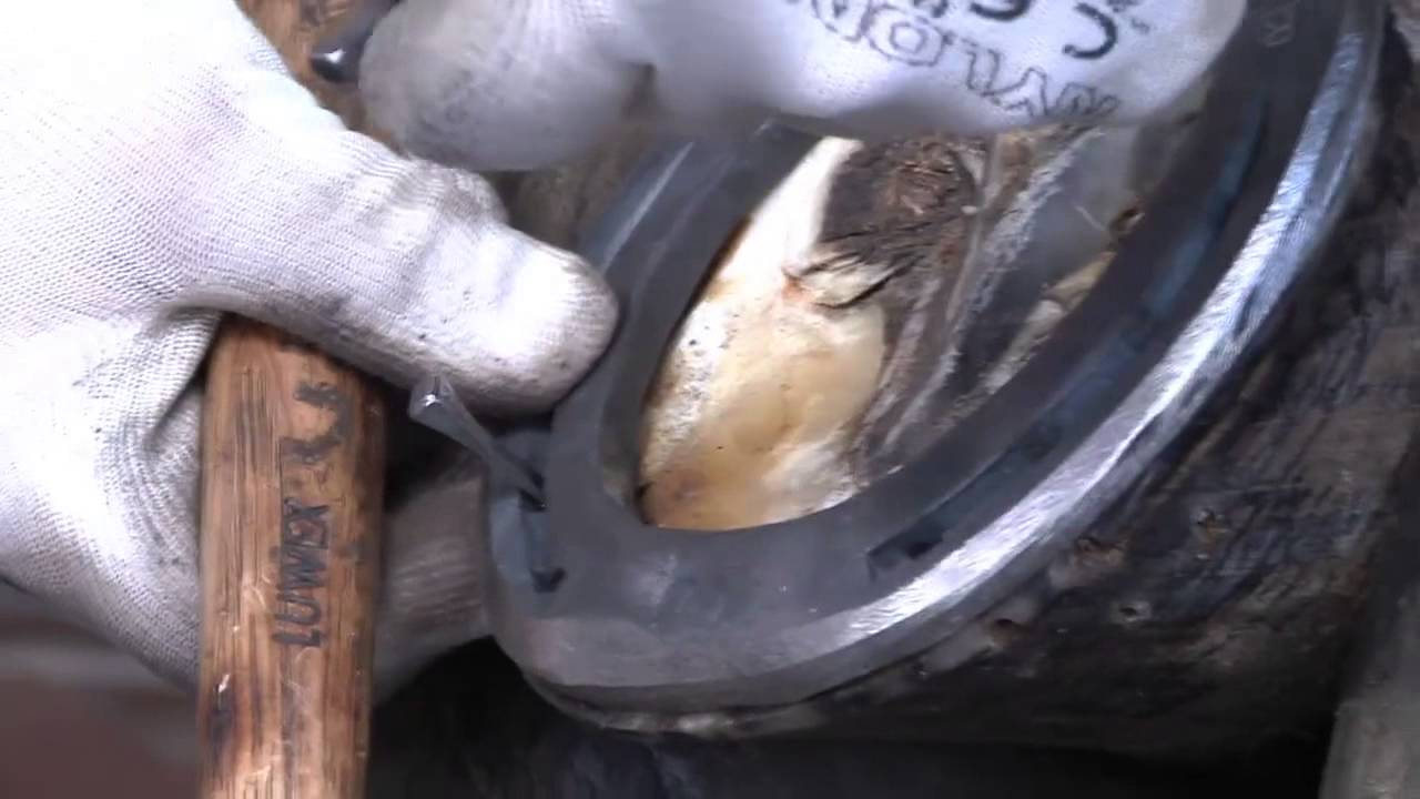 Video corso GRATUITO esclusivo di mascalcia - pt. II di III