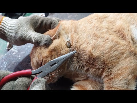 Wild Cat Tick ​​removal / Tick Burn / Tick On CAT / 야생 고양이 진드기 제거해주기 / 진드기 태우기