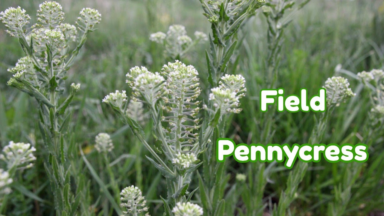 Field Pennycress Is Edible Wild Food