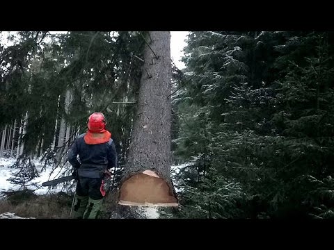 Chainsaw Husqvarna 562 XP, felling a tree 130 years old, 5,5 m3 - YouTube