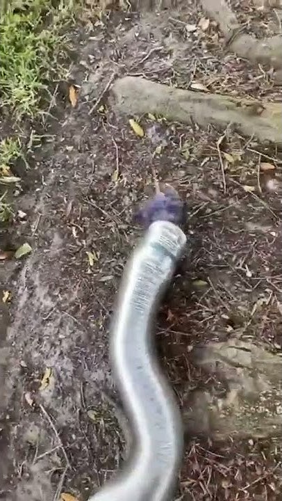 Should There Be Water In My Dryer Vent Answer Only If Its Clogged should-there-be-water-in-my-dryer-vent-answer-only-if-its-clogged