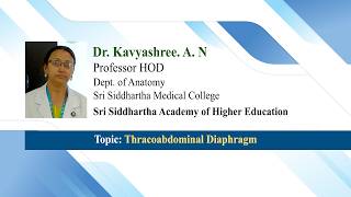 Thracoabdominal Diaphragm