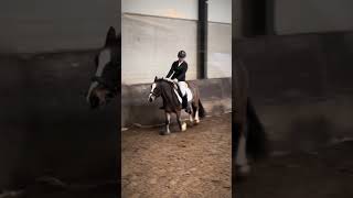 Galops wissel