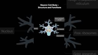 Neuron Cell Body Structure And Functions