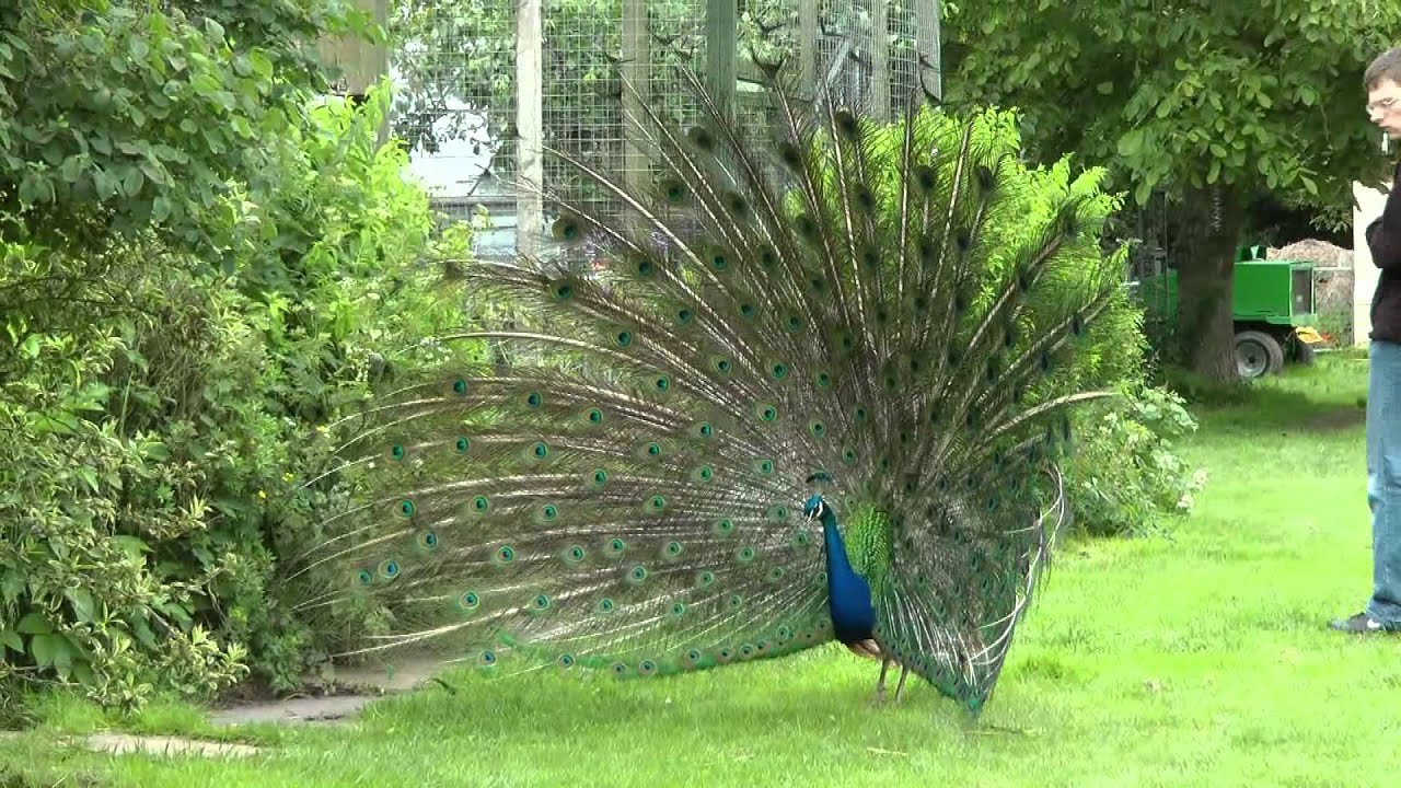 Male Peacock at Exotic Pet Refuge, Deeping St James June 2012 YouTube