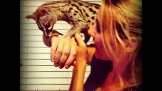 Pets 101 - The Spotted Genet Khira featured on Animal Planet