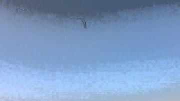 Maiden flight of my Align t rex 700e DFC