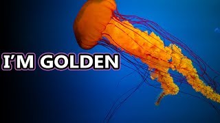 Sea Nettle Jellyfish: the golden jellyfish | Animal Fact Files