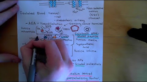 Endocannabinoids and the Cardiovascular System Part 2