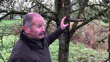 Comment abriter les oiseaux lhiver ?