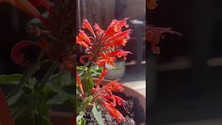 Hummingbird Mint | Agastache Kudos Mandarin | #shorts #flowers #howtogarden