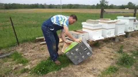 Shake captured swarm into hive box