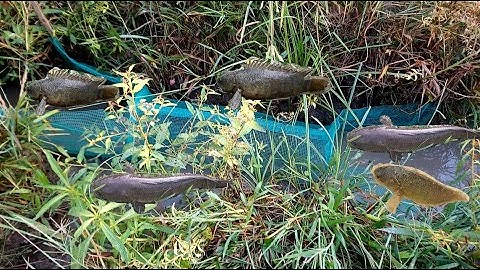 Đặt lợp ếch cá rô chạy đầy lợp - thăm lợp ếch trúng mánh bầy cá rô đồng