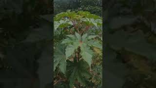 caster plant drone view☺️