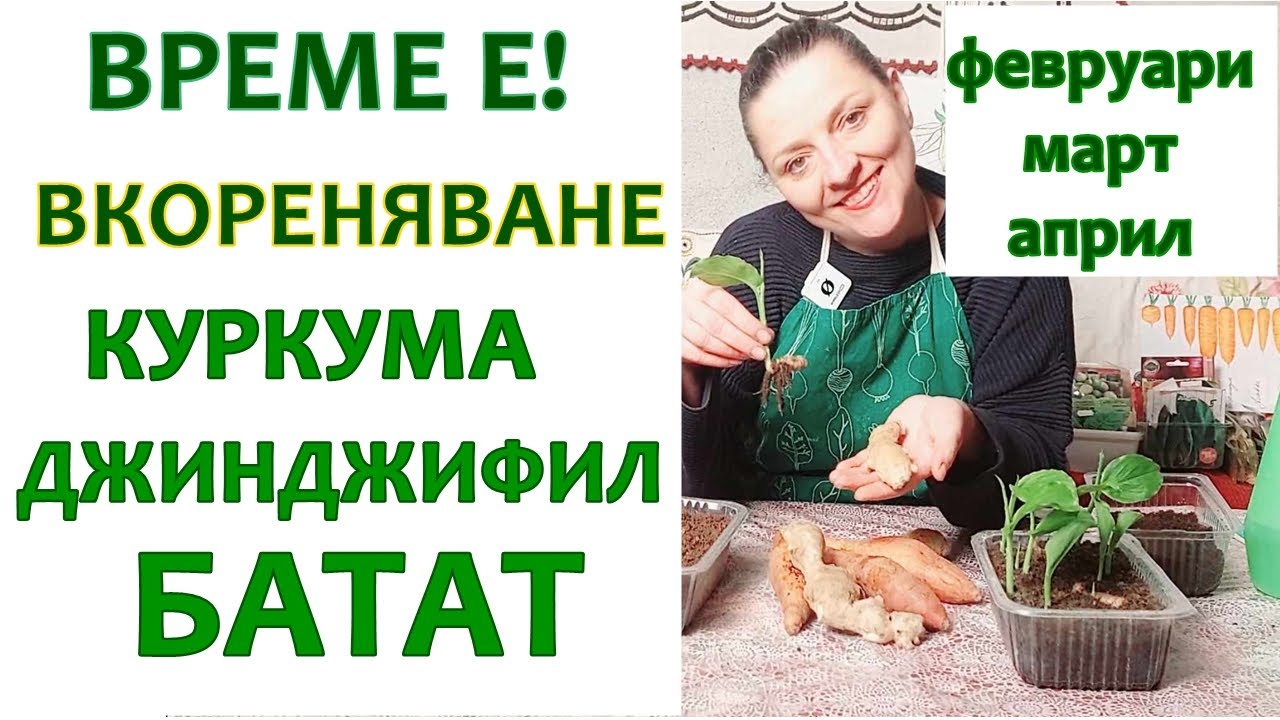 Вкореняване на куркума, джинджифил, батат от магазина за разсад. Лесно за начинаещи