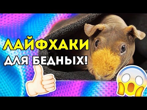 ЛАЙФХАКИ ДЛЯ БЕДНЫХ владельцев морских свинок 😂