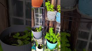 7 Tips For Jade Plant Care