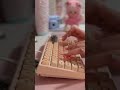 Jelly Keycaps Sound Different….       #keyboards #satisfying #mechanicalkeyboard #asmr