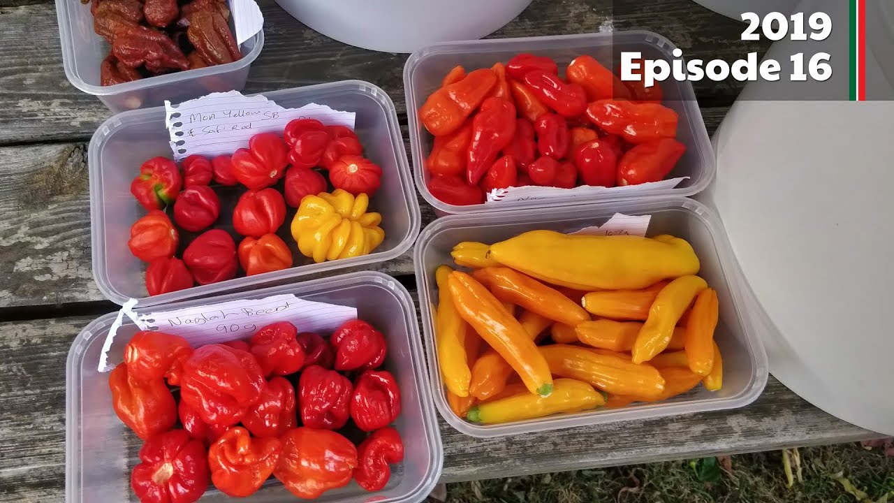 Checking on the chillies after a 3 week holiday and a harvest! (2019.E16 Garden Updates)