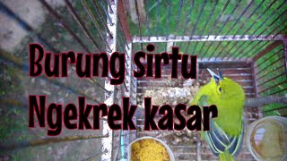 Burung sirtu ngekrek kasar