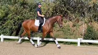 Dressage /Amateur prospect for sale in Germany hannoverian gelding, *2018, by Belissimo M - Lauries