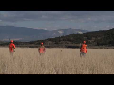 საუკეთესო ნადირობა ფრინველებზე