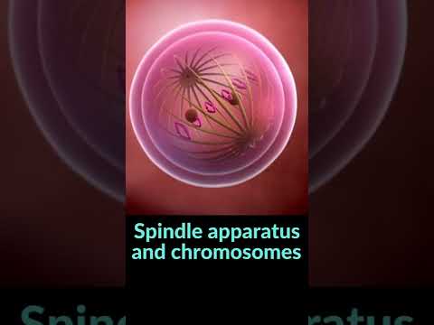 Video: Prie kokios chromosomų dalies prisitvirtina verpstės skaidulos, kad judėtų chromosomos?