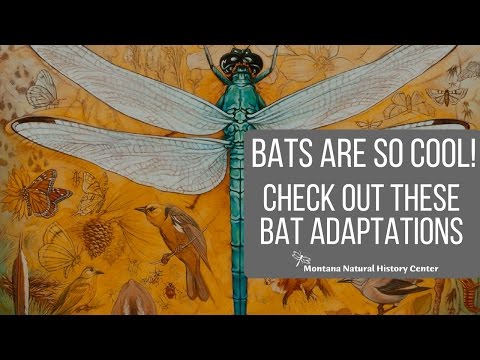 Wideo: Który opis adaptacji nietoperzy?