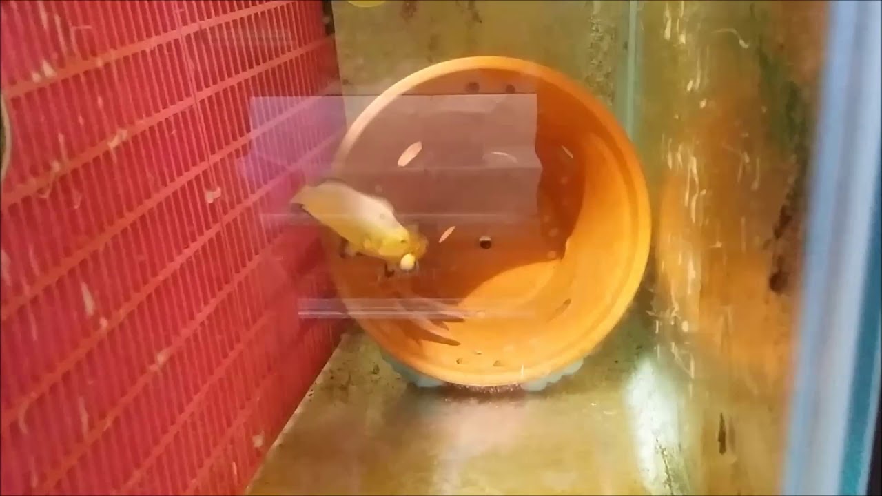 camera iphone 8 plus apk 人工紅衣小丑Naked Ocellaris Clownfish（Captive-Bred）use3K