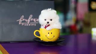 Micro teacup Pomeranian
