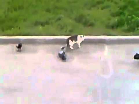 camera iphone 8 plus apk Ravens vs. cats