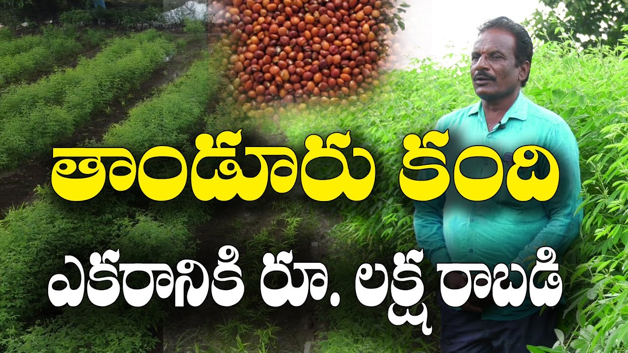 40 ఏళ్లుగా కంది సాగు చేస్తున్నా || ఎకరానికి 11 క్వింటాళ్లు || Redgram Cultivation || Narayana