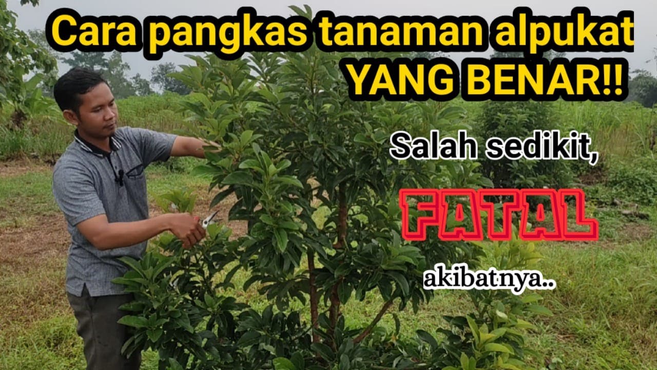 CARA PRUNING/ PEMANGKASAN ALPUKAT SUPAYA CEPAT BERBUAH DAN TUMBUH BESAR
