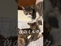 男の子が女の子に夜ご飯のミルク🍼をあげています🤭生後10ヶ月 #保護猫 #里親 #猫のいる暮らし #今日のにゃんこ